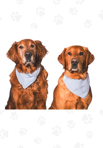 Honor and Major - Chief Morale Officers.
