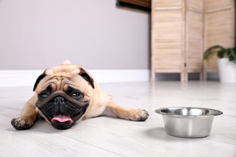 Best Indoor Air Quality (IAQ) Products for Hot Summer Weather. Cute pug dog suffering from heat stroke near bowl of water on floor at home.