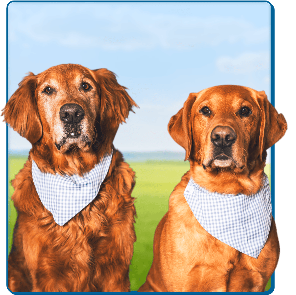 North Winds Heating & Cooling's Golden Retriever mascot dogs.